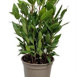 Lorbeer Nobilis Busch T14 H042