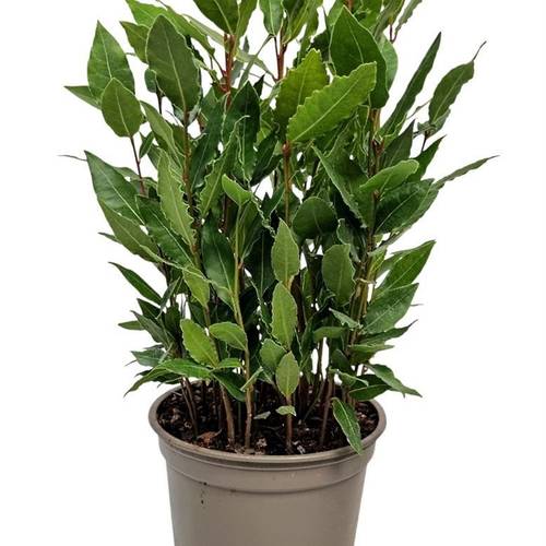 Lorbeer Nobilis Busch T14 H042