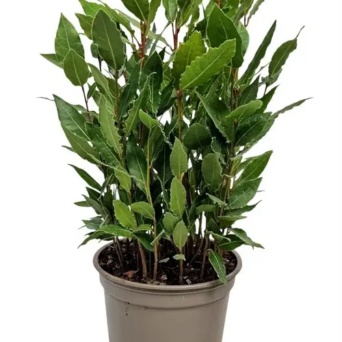 Lorbeer Nobilis Busch T14 H042