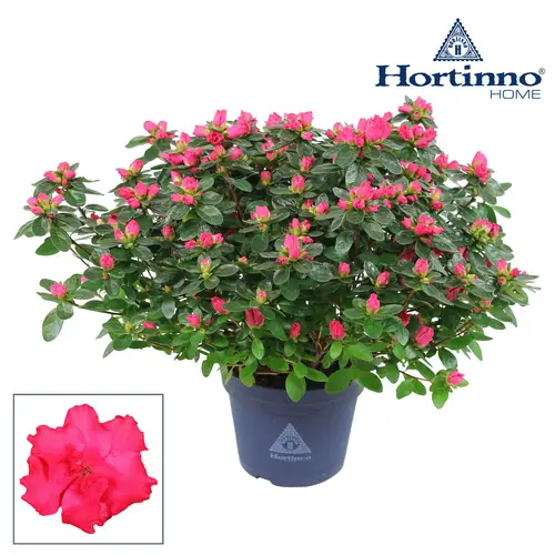 Azalea Hortinno T15 H35 Rouge