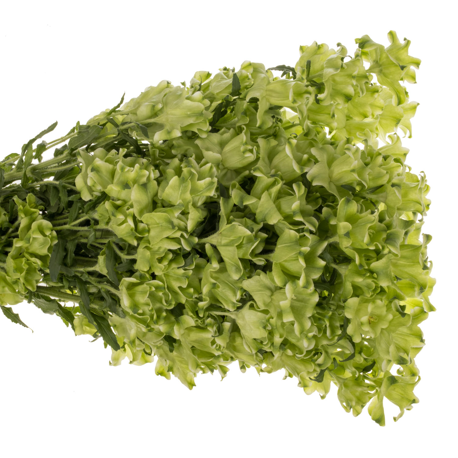 Campanula hell grün Evergreen White 70cm