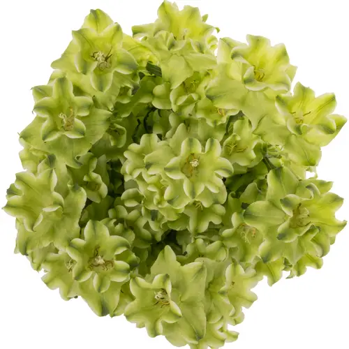 Campanula hell grün Evergreen White 70cm