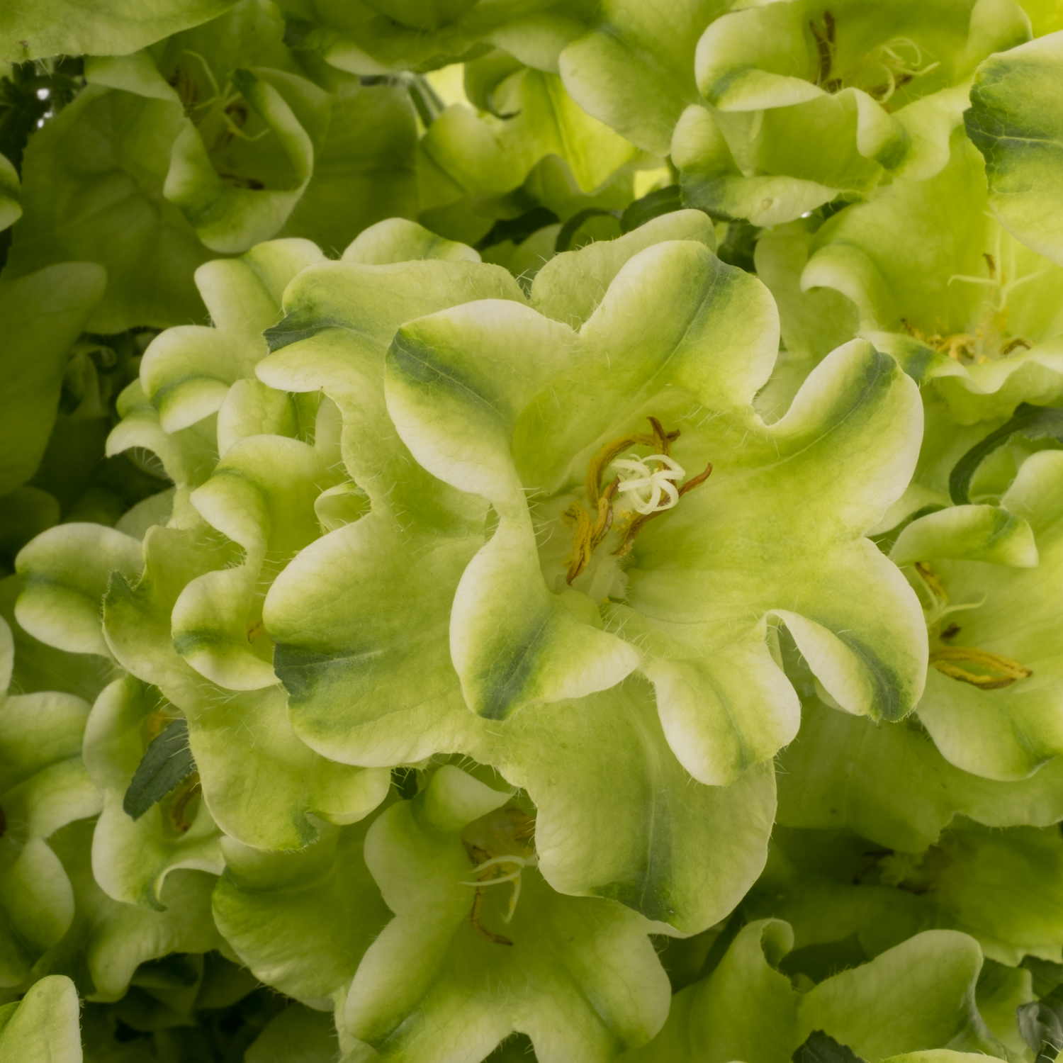 Campanula hell grün Evergreen White 70cm