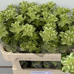 Campanula hell grün/weiss Evergreen White 70cm