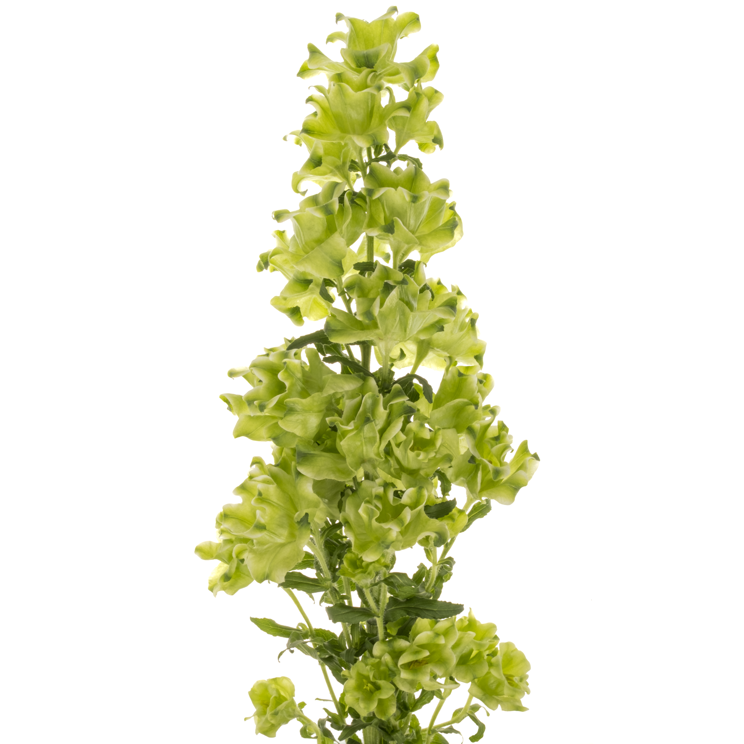 Campanula hell grün Evergreen White 70cm