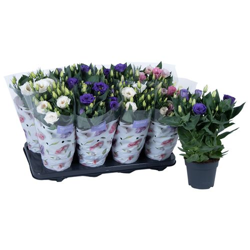 Lisianthus mix T13 H36