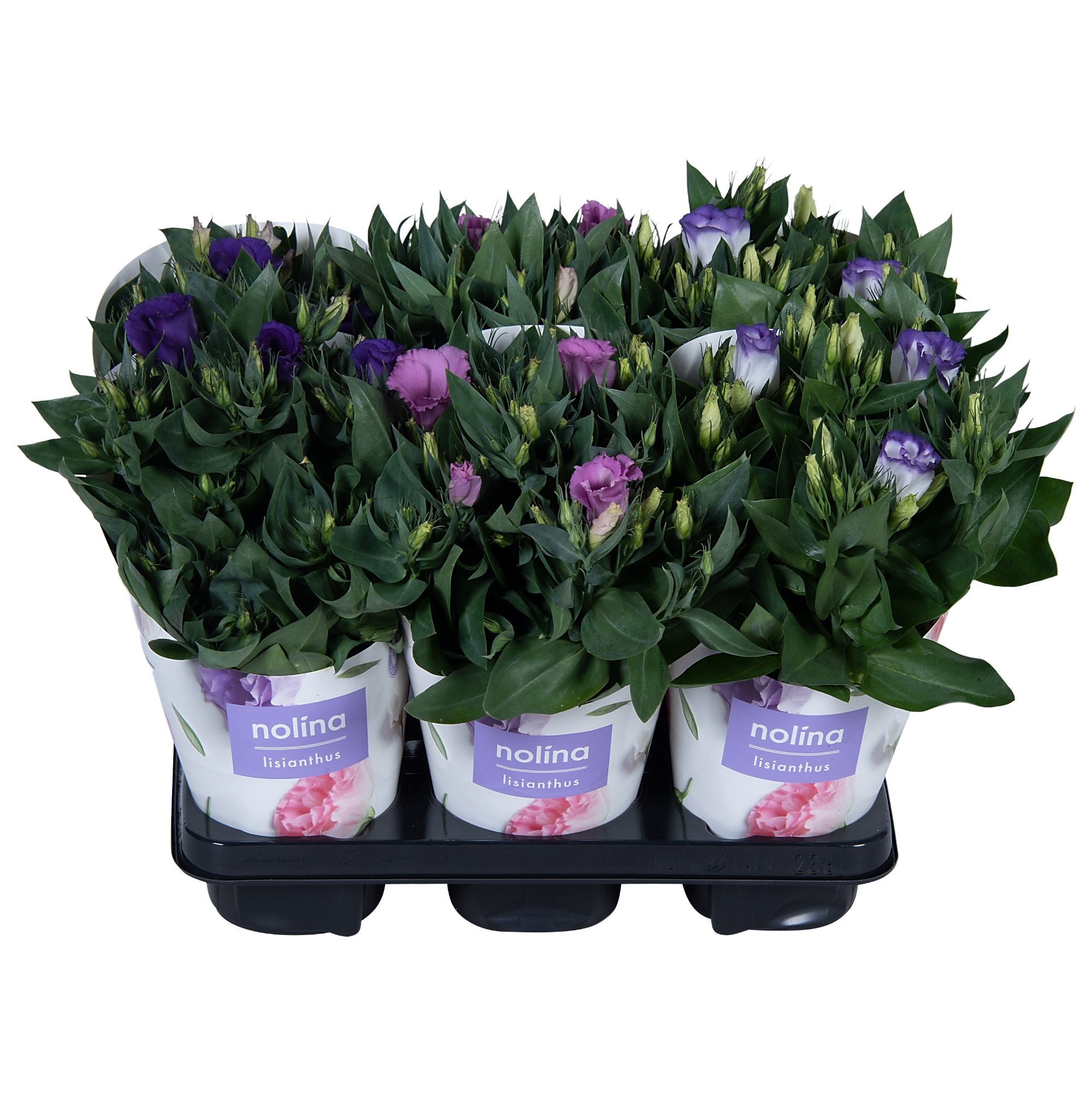 Lisianthus mix T13 H36 (Lisianthus Pflanzen) | Heyl - Blumengrohandel /  Floristikgrohandel