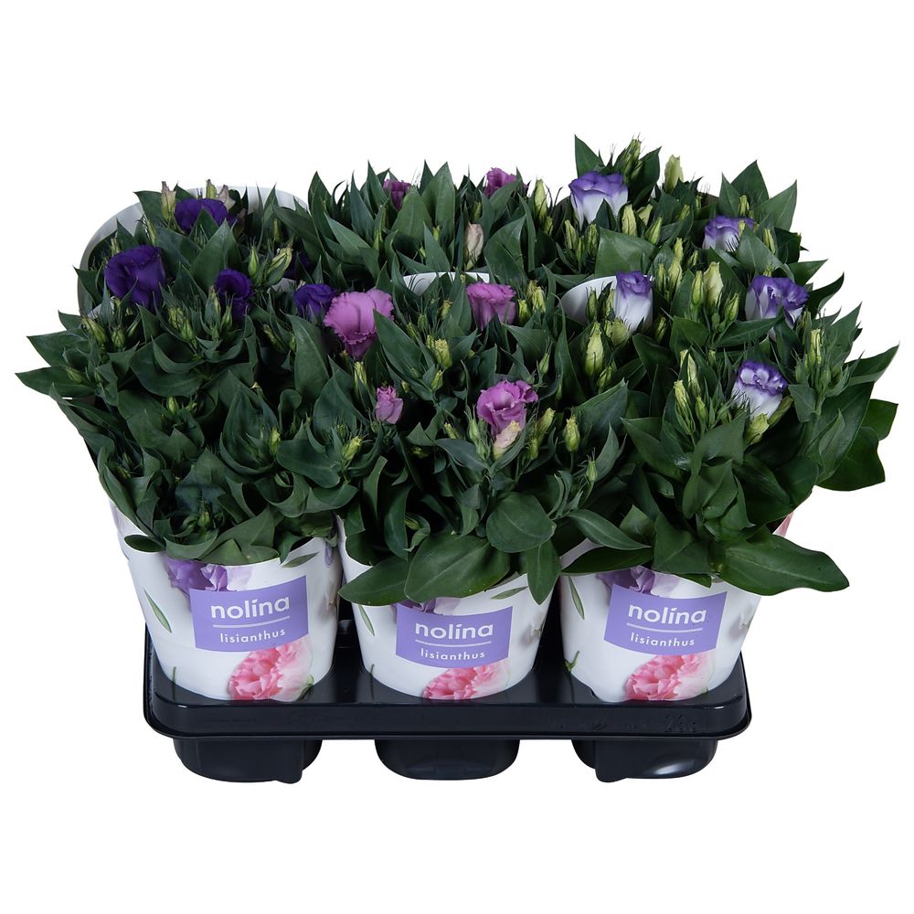 Lisianthus mix T13 H36