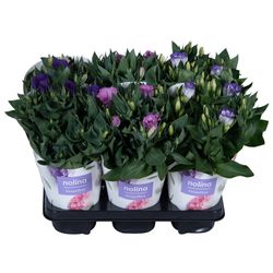 Lisianthus mix T13 H36