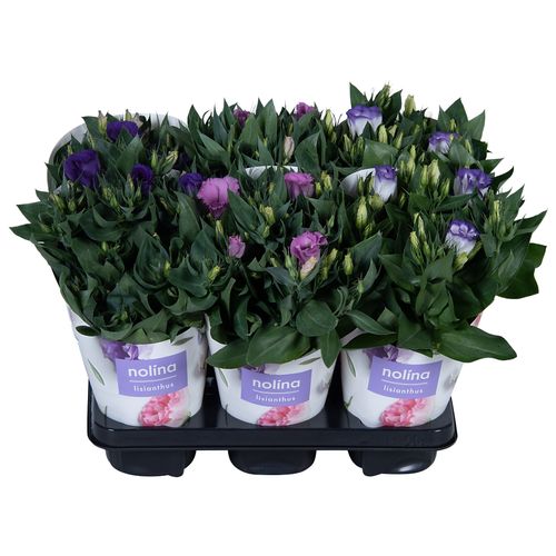 Lisianthus mix T13 H36