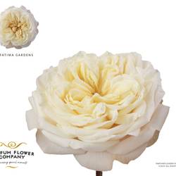 Rose creme/weiss Fatima Gardens gefüllt 50cm
