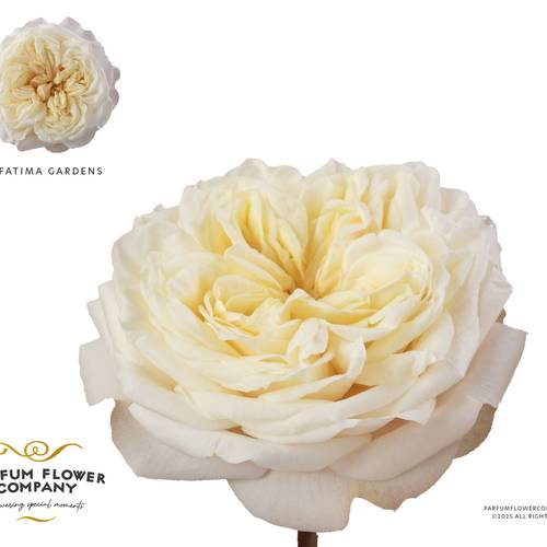Rose creme/weiss Fatima Gardens gefüllt 50cm