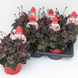 Heuchera rot Villosa T17 H055