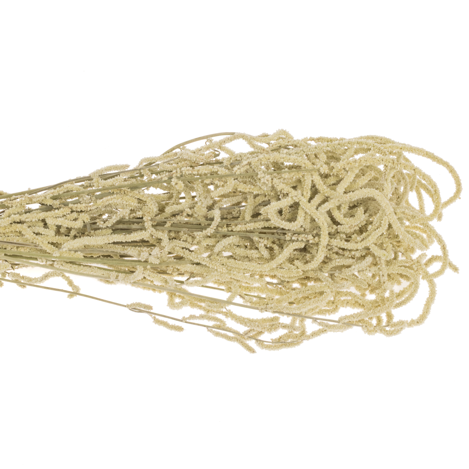 Amaranthus stehend creme Yearming Desert 70cm