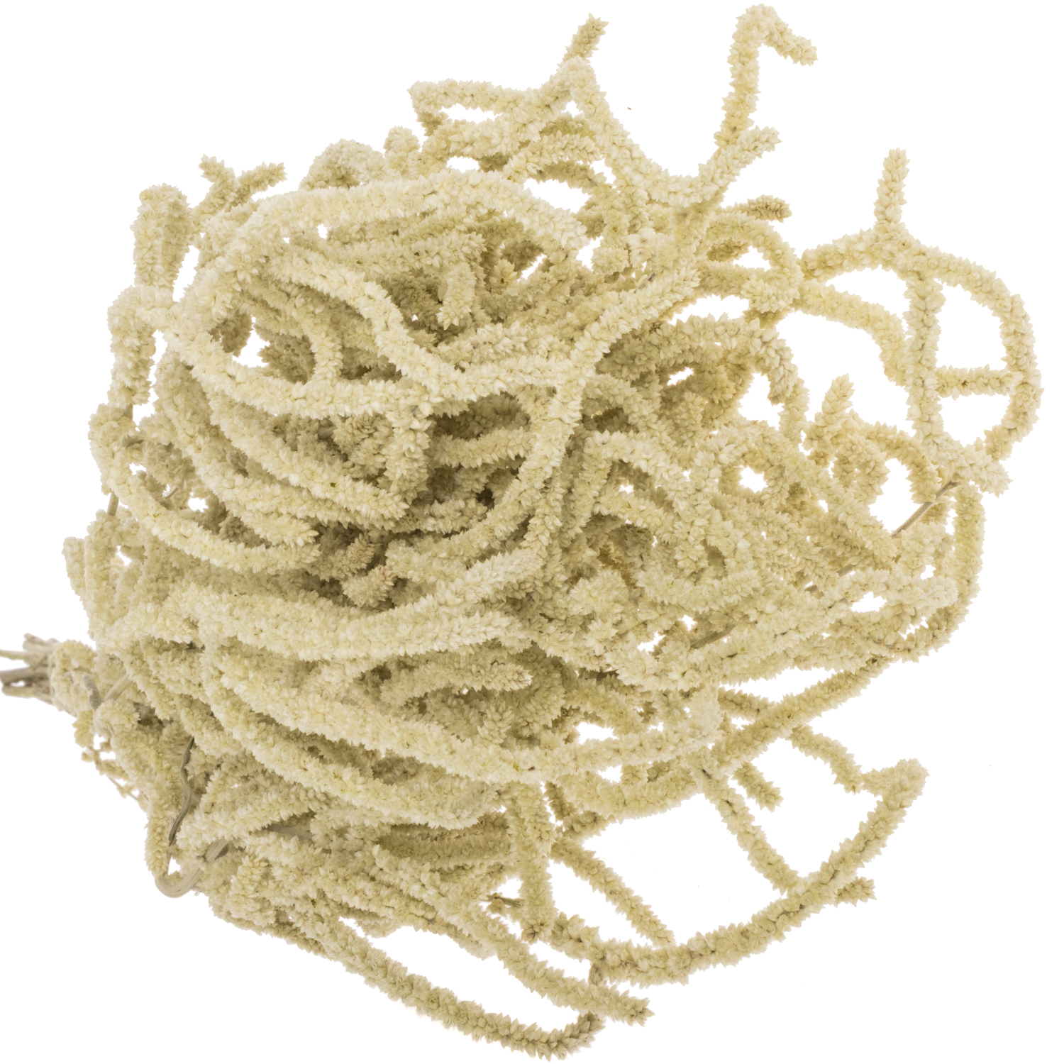 Amaranthus stehend creme Yearming Desert 70cm