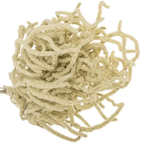 Amaranthus stehend creme Yearming Desert 70cm