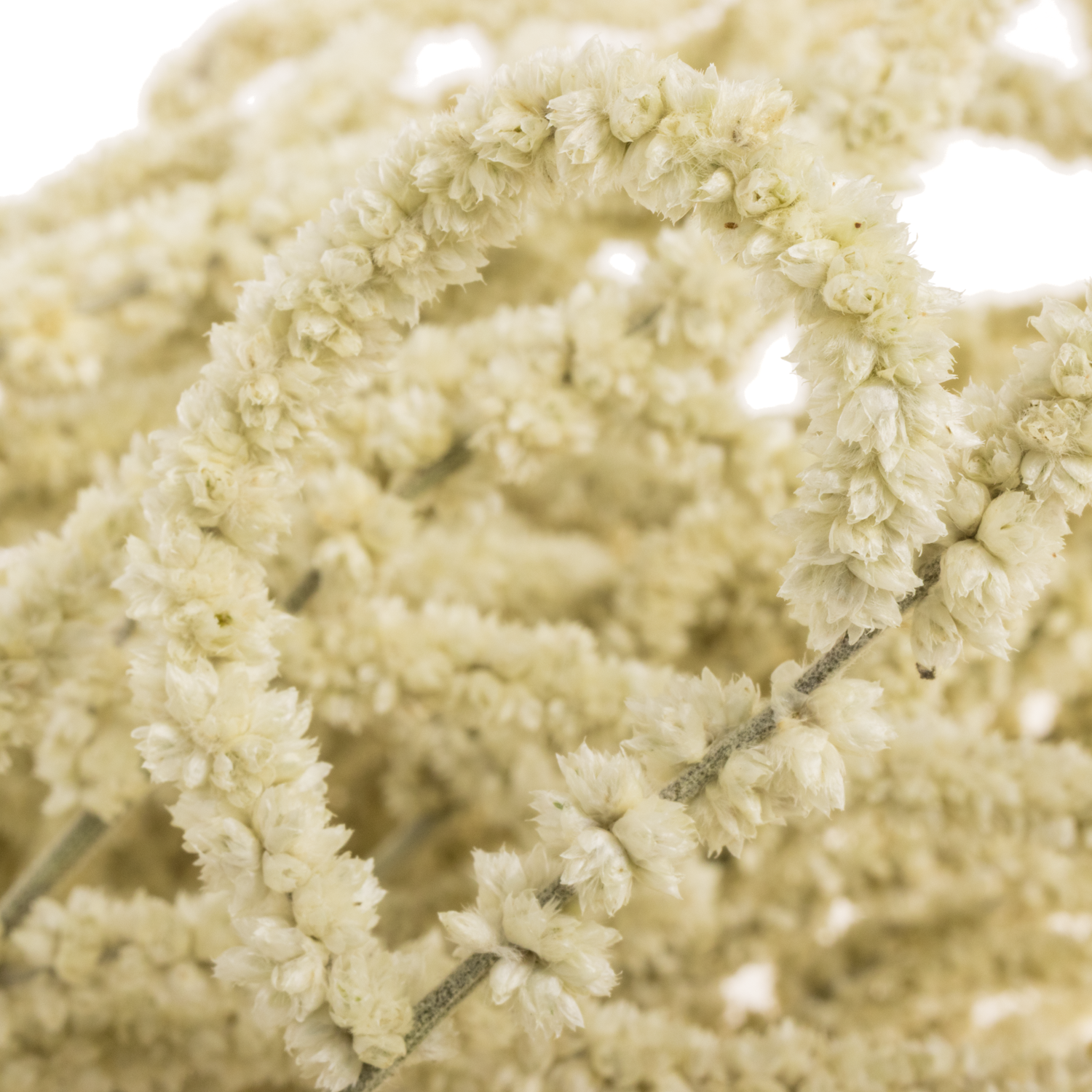 Amaranthus stehend creme Yearming Desert 70cm