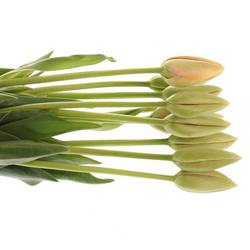 Franz.rosa Menton 67 Gramm 50cm