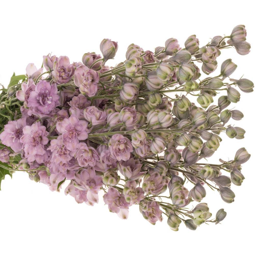 Delphinium lila Melody 110cm