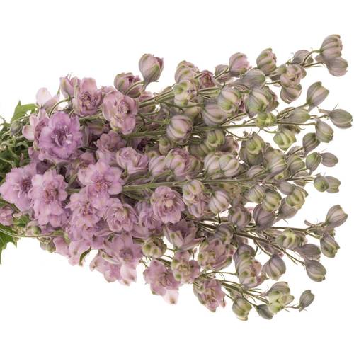 Delphinium lila Melody 110cm