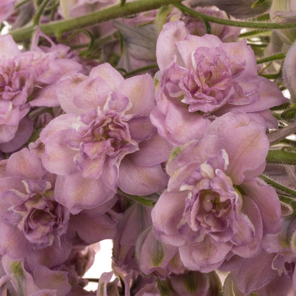 Delphinium lila Melody 110cm