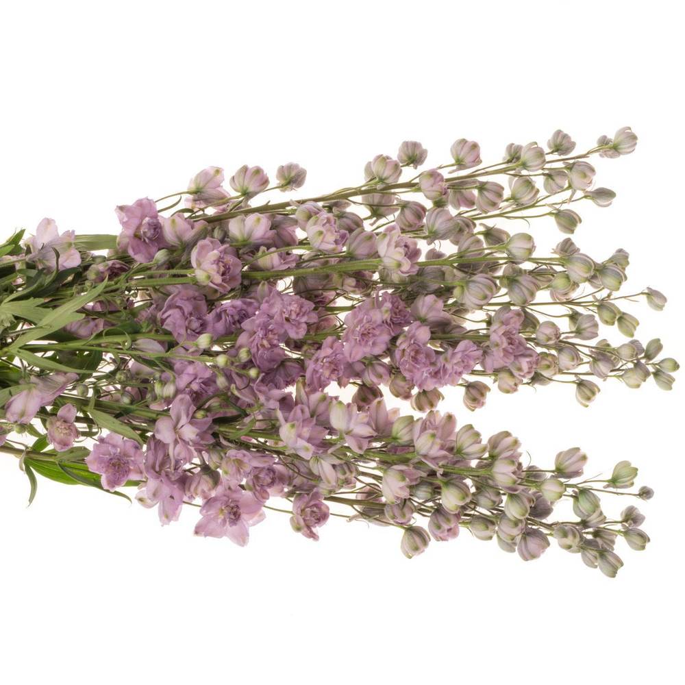 Delphinium lila Melody 110cm