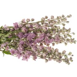 Delphinium lila Melody 110cm