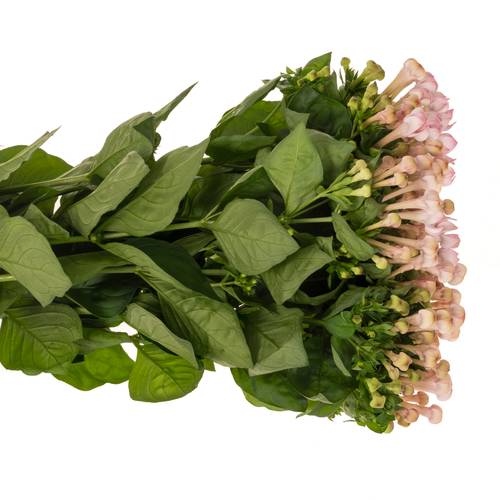 Bouvardie hell rosa Sweet jewel 60cm