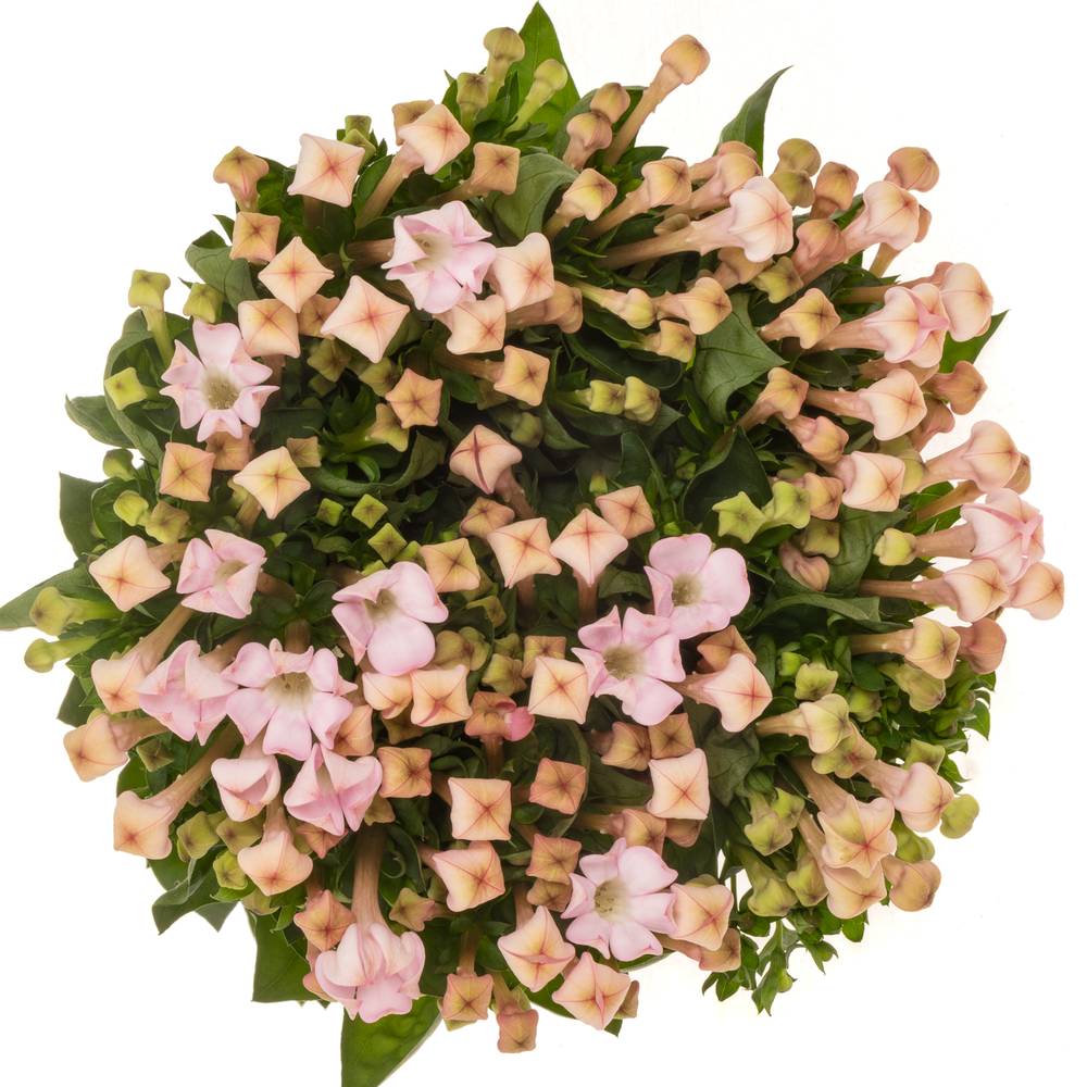 Bouvardie hell rosa Sweet jewel 60cm