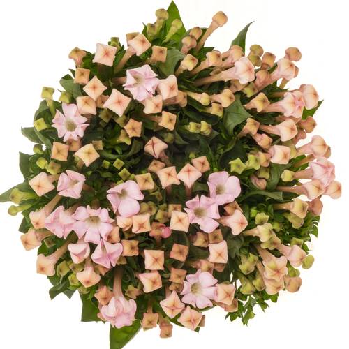 Bouvardie hell rosa Sweet jewel 60cm