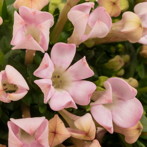 Bouvardie hell rosa Sweet jewel 60cm