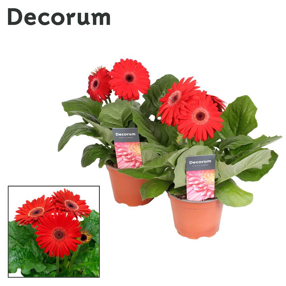 Gerbera rot 2+Blüte T12 H022