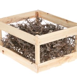 Bonsai im Holzkiste natur 3kg
