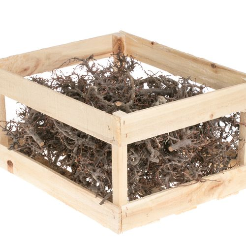 Bonsai im Holzkiste natur 3kg