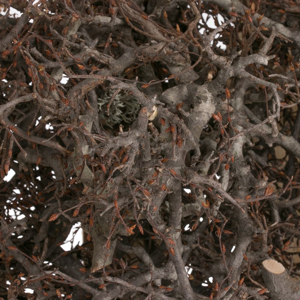 Bonsai im Holzkiste natur 3kg