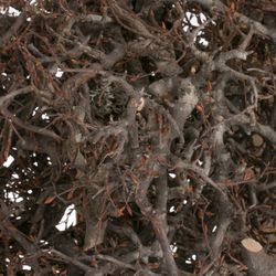 Bonsai im Holzkiste natur 3kg