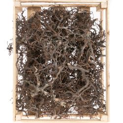 Bonsai im Holzkiste natur 3kg