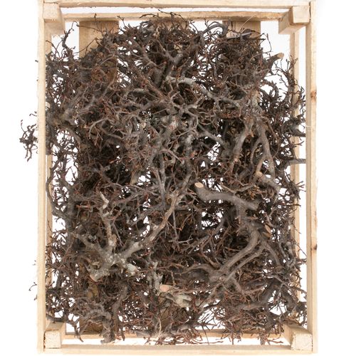 Bonsai im Holzkiste natur 3kg