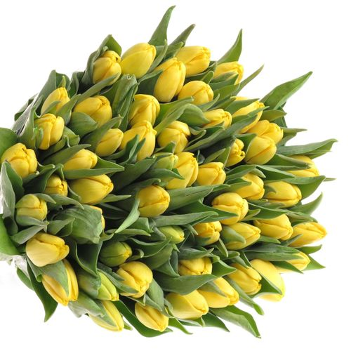 Tulpe gelb Lobke 32 Gramm
