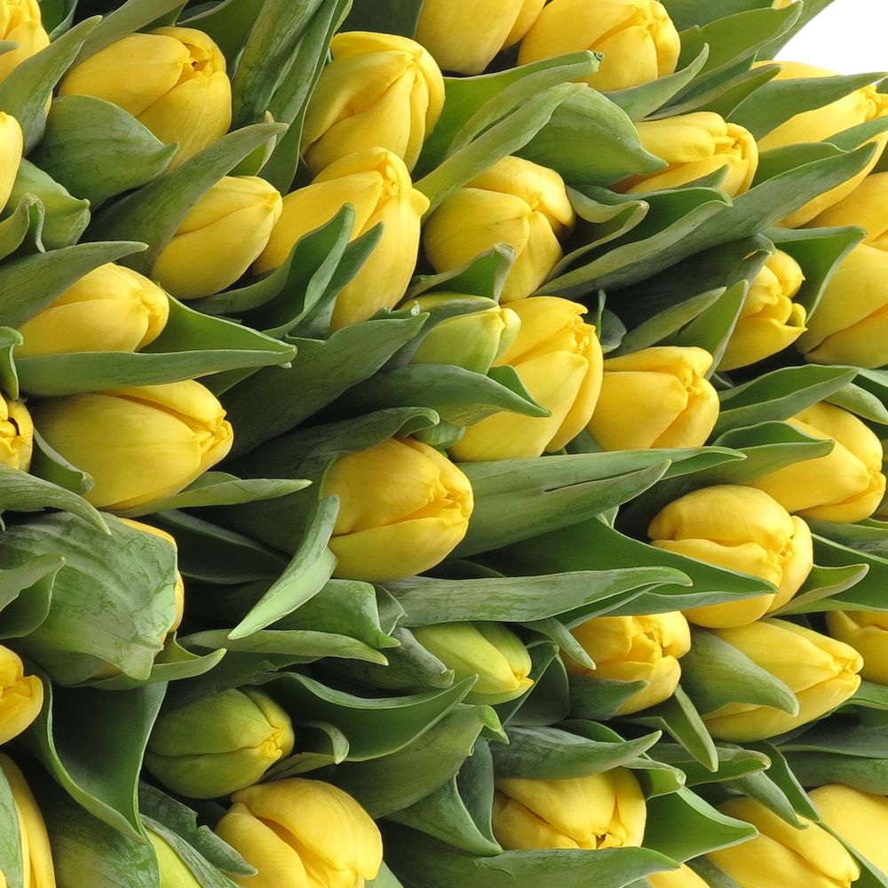 Tulpe gelb Lobke 32 Gramm