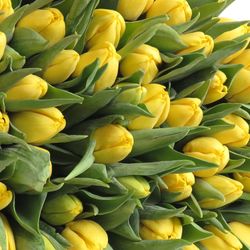 Tulpe gelb Lobke 32 Gramm