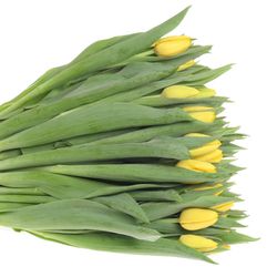 Tulpe gelb Lobke 32 Gramm
