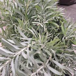 Mimosa grau/grun Luna Argento 200 Gramm 60cm