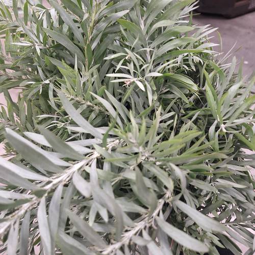 Mimosa grau/grun Luna Argento 200 Gramm 60cm