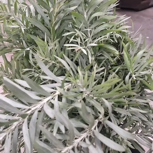 Mimosa grau/grun Luna Argento 200 Gramm 60cm