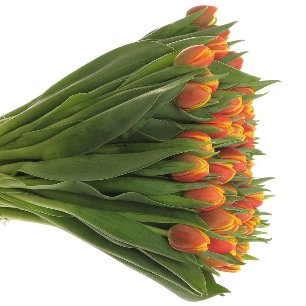 Tulpe rot/gelb doppel Shell 28 Gramm