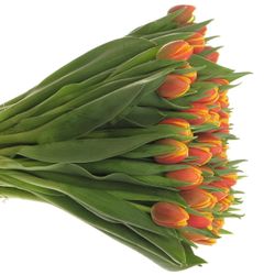 Tulpe rot/gelb doppel Shell 28 Gramm