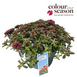 Sedum fuchsia Spot On T19 H040