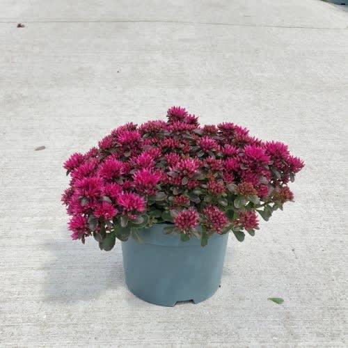 Sedum d.rosa Spot On T19 H40
