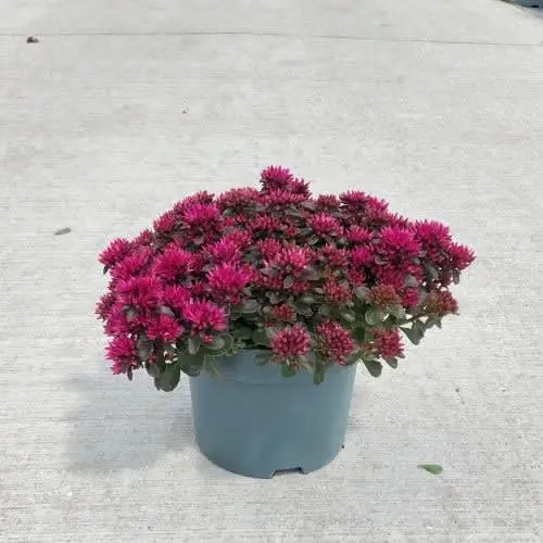 Sedum d.rosa Spot On T19 H40